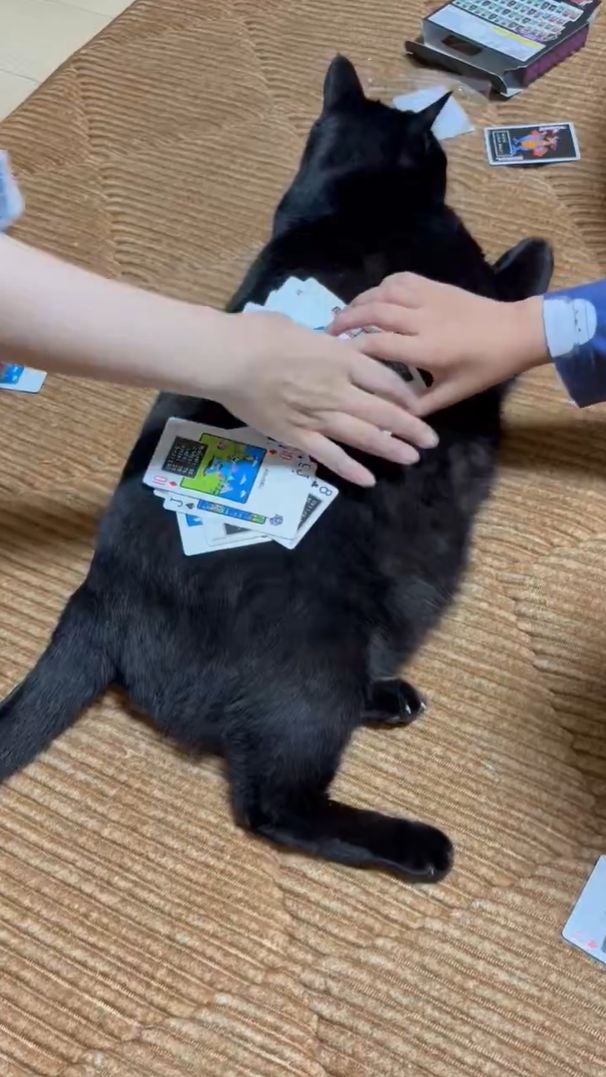 ゲームの邪魔をしに来たら…？ 猫ちゃんの“末路”に「何で受け入れてるん