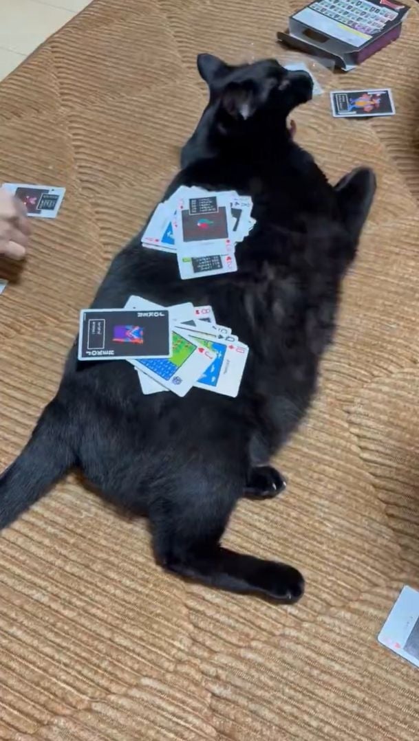 ゲームの邪魔をしに来たら…？ 猫ちゃんの“末路”に「何で受け入れてるん