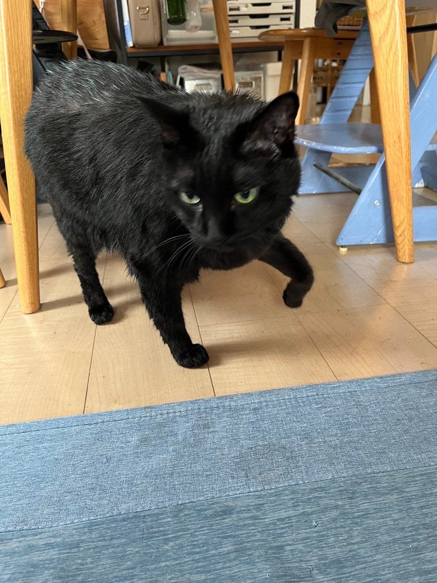 黒猫のサブローくん（飼い主さんのXより）