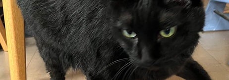 黒猫のサブローくん（飼い主さんのXより）