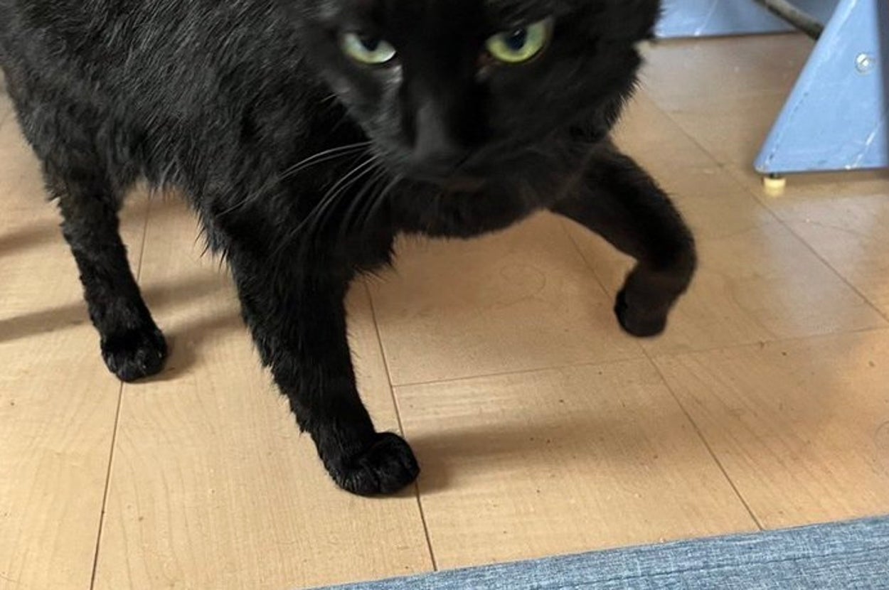 黒猫のサブローくん（飼い主さんのXより）