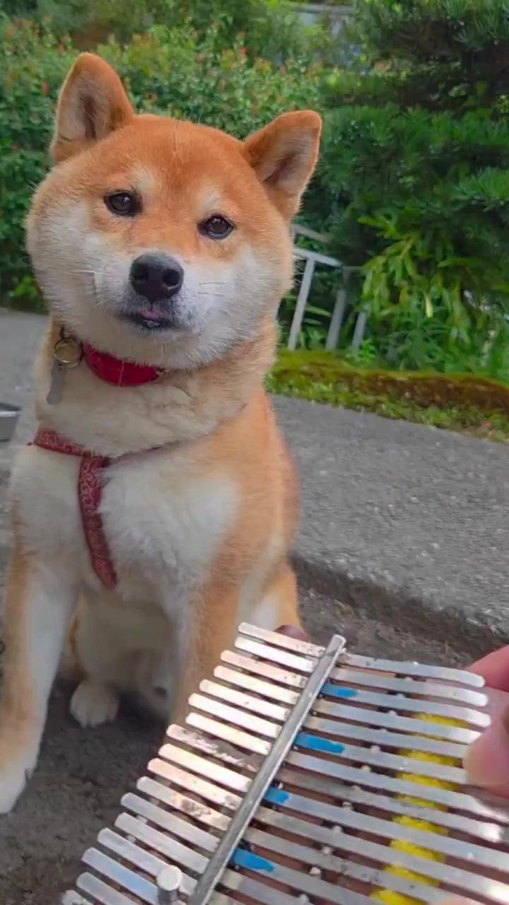 可愛い柴犬がカリンバの音に耳を傾けている。庭でリラックスした雰囲気を楽しんでいる。