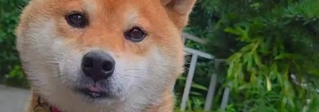 可愛い柴犬がカリンバの音に耳を傾けている。庭でリラックスした雰囲気を楽しんでいる。