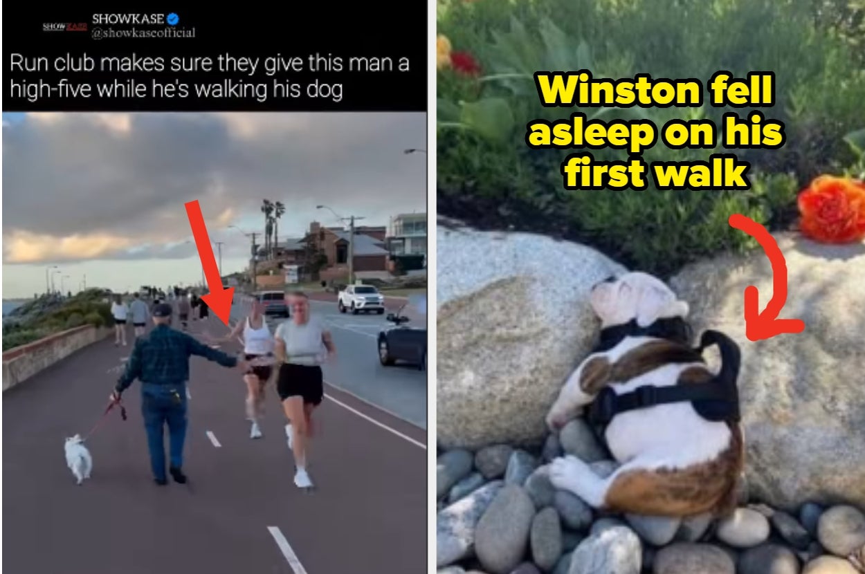 Two images: left shows joggers giving a high-five to a man walking his dog; right shows Winston the bulldog puppy asleep on a rock, harness on