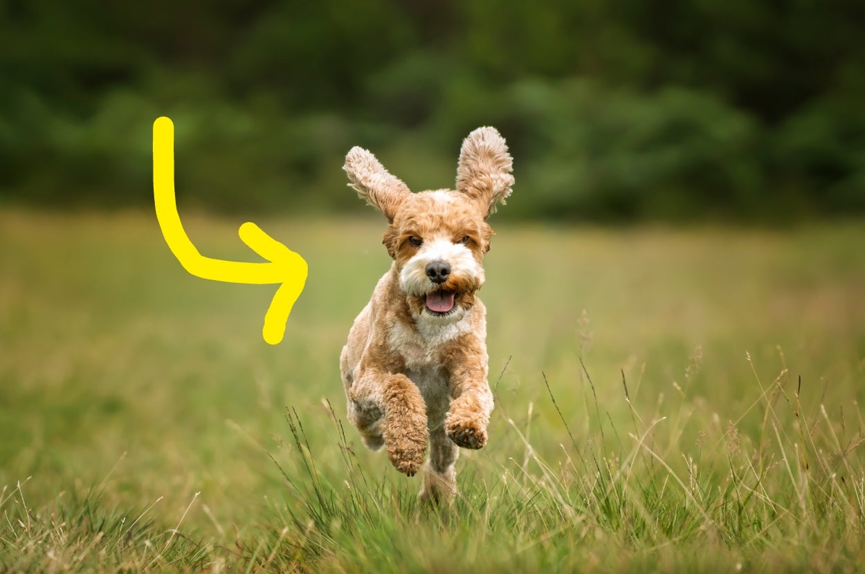 Choose Your Dream Dogs And I'll Guess Your Personality