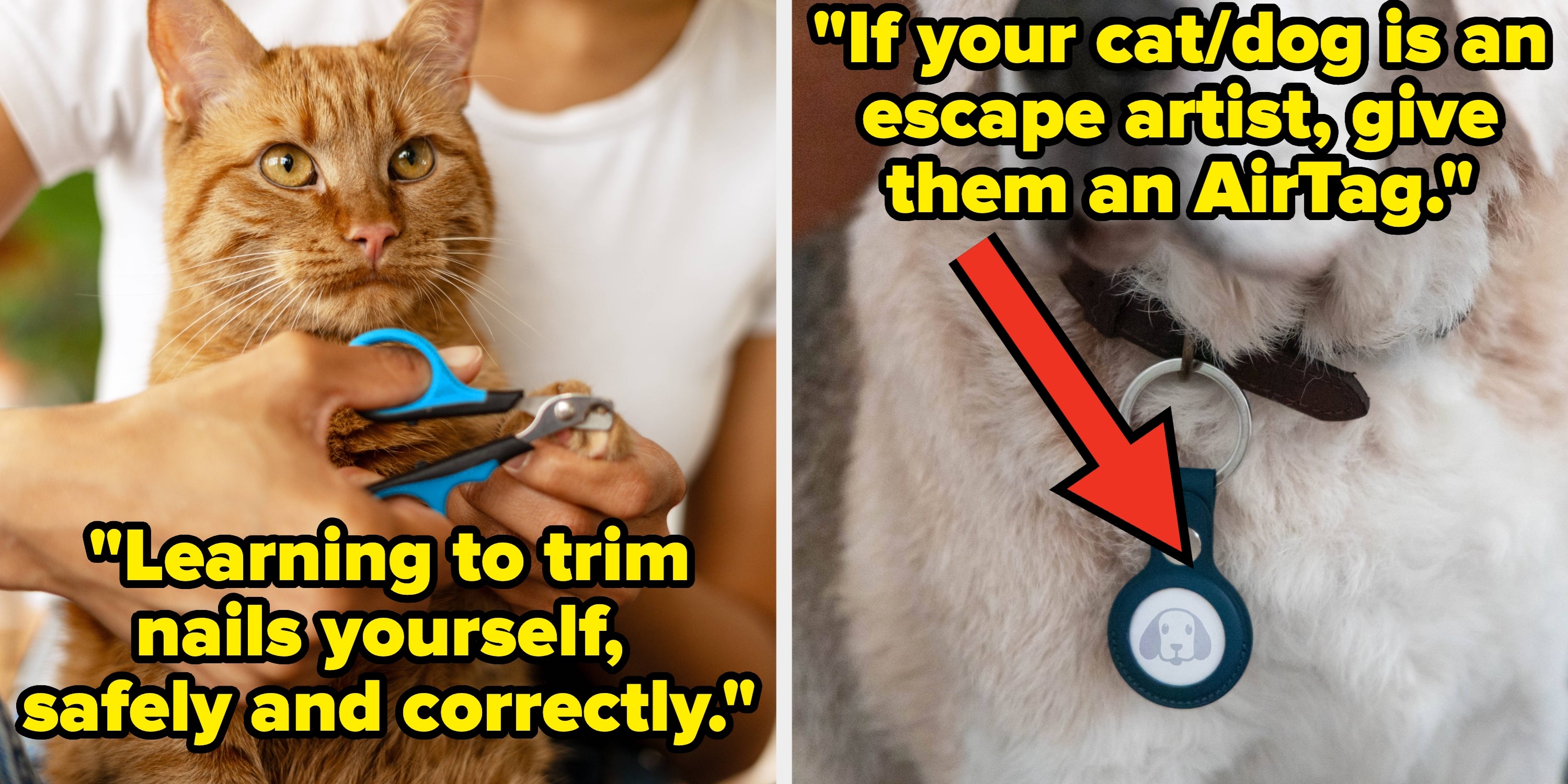19 Pet Care Tips That Are Total Game-Changers