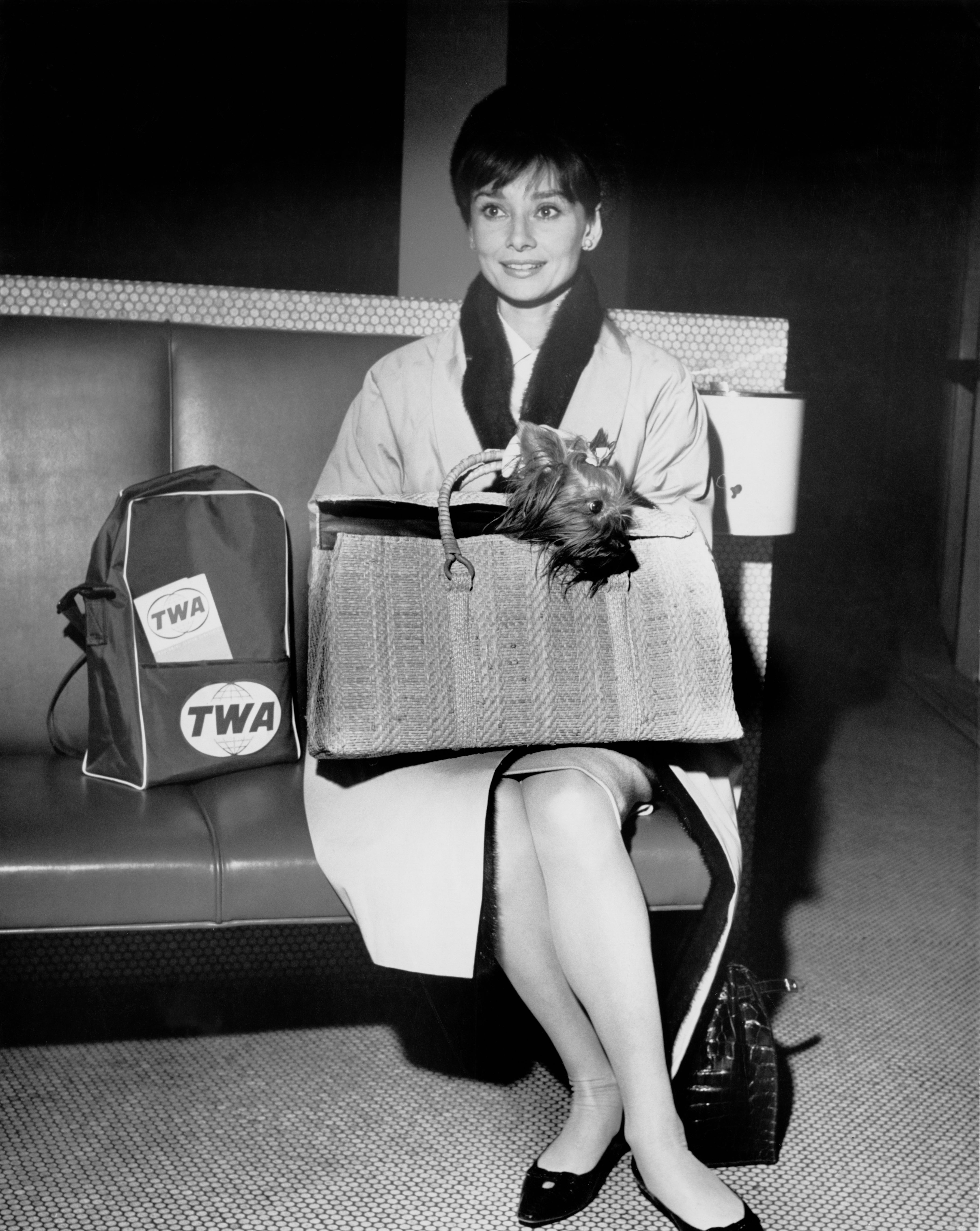 Audrey Hepburn sitting on a bench, wearing a chic coat, holding a small dog in a handbag, with a TWA bag beside them