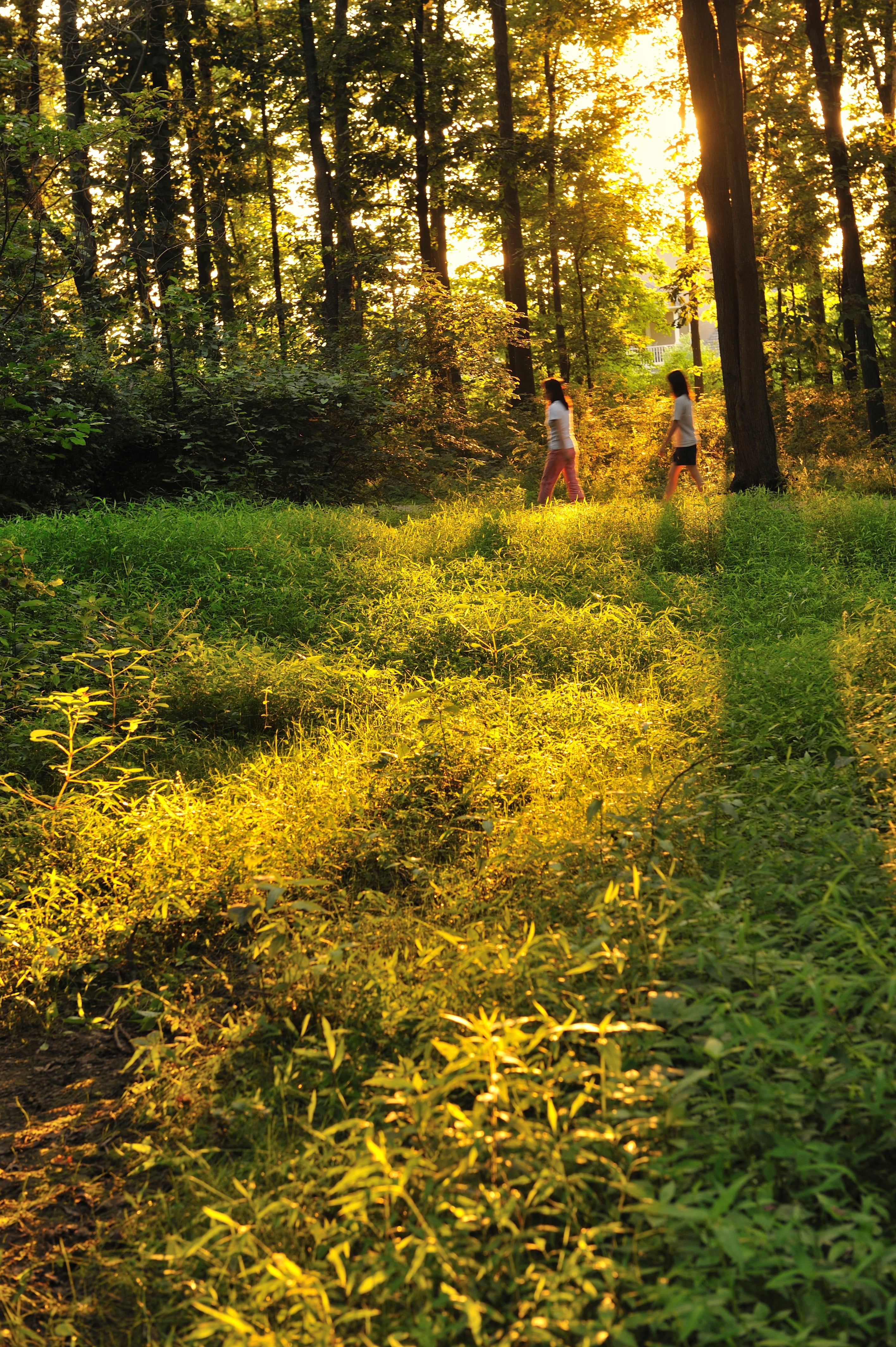 Two people walking through a sunlit forest path, surrounded by tall trees and dense foliage