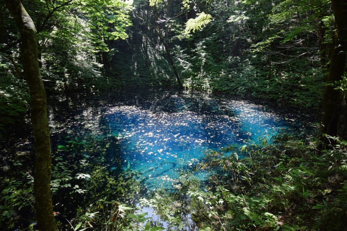 白神山地の人気スポット「青池」の写真（時事）