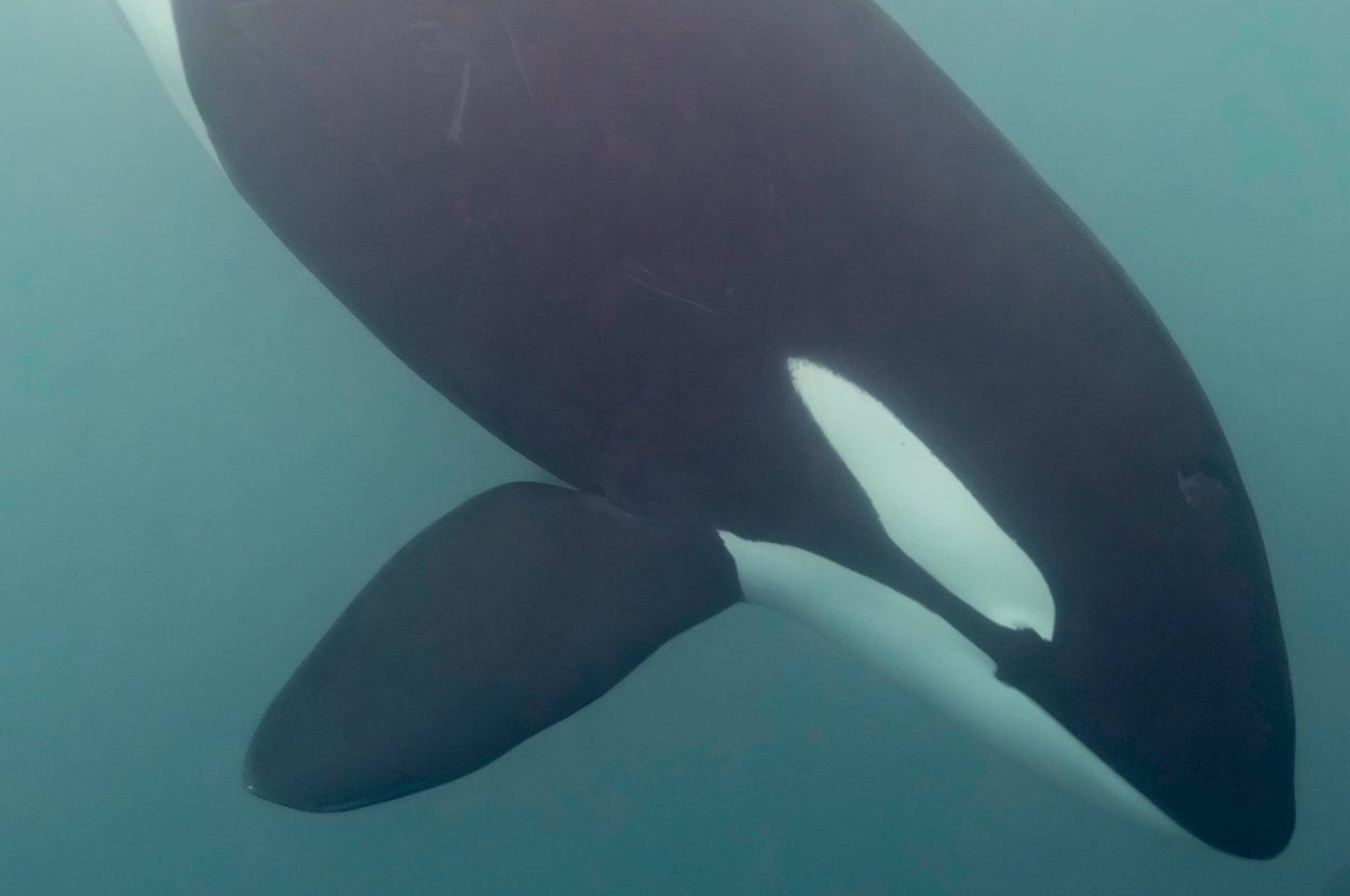 An orca swims underwater, showcasing its distinct black and white markings
