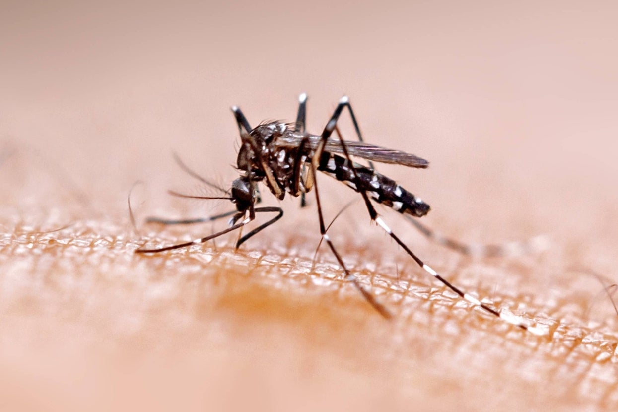 Close-up of a mosquito perched on skin, showing intricate details of its wings and body
