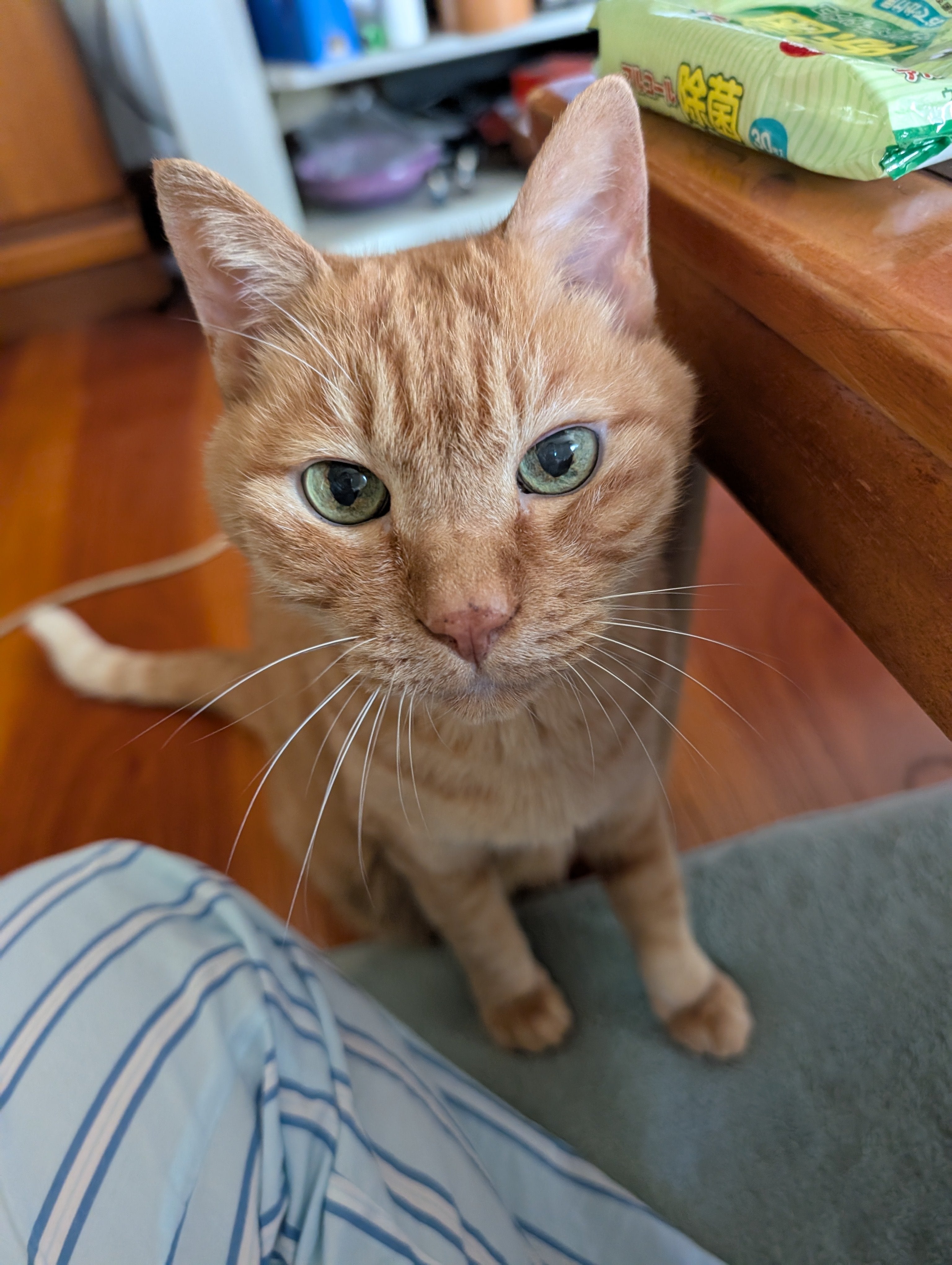 猫がテーブルの横で座って見つめている。リラックスした家庭の一コマ。
