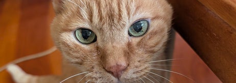 猫がテーブルの横で座って見つめている。リラックスした家庭の一コマ。