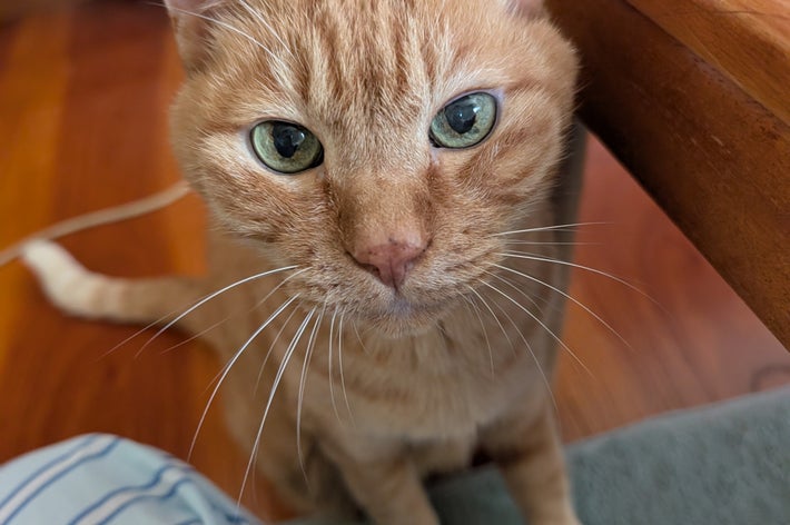 猫がテーブルの横で座って見つめている。リラックスした家庭の一コマ。