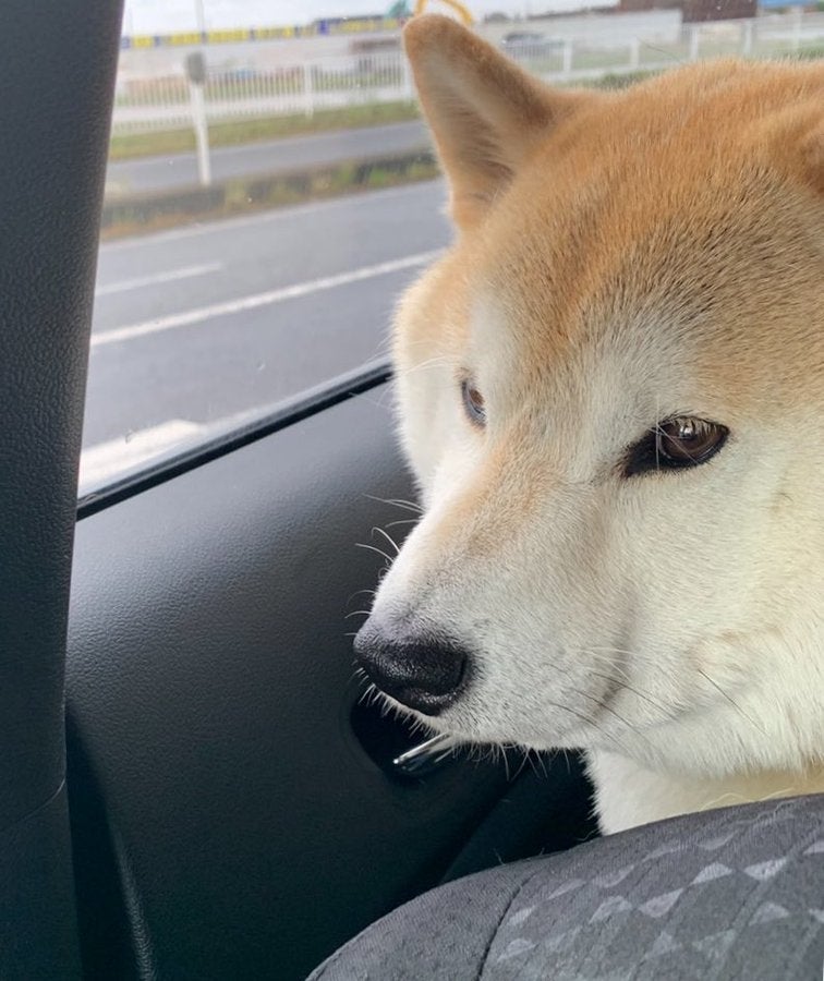 車の中から外を眺めるむぎくん。口元は「にん」／飼い主・しかごさんのX（@mugimu43060）より