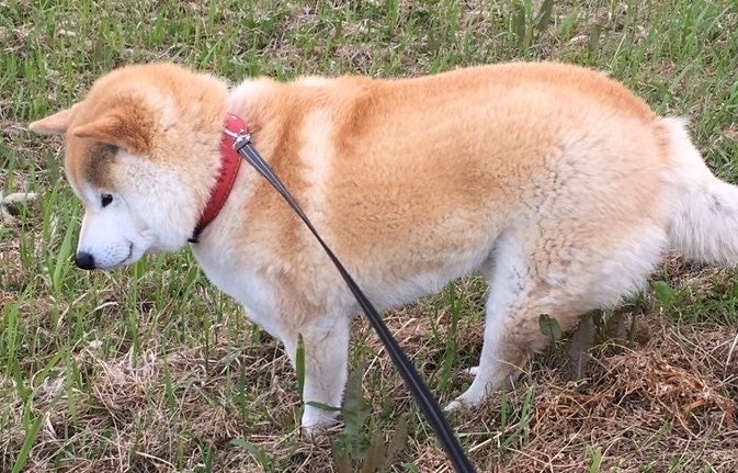 お散歩中のむぎくんの横顔。こちらも口元が「にん」の形です／飼い主・しかごさんのX（@mugimu43060）より