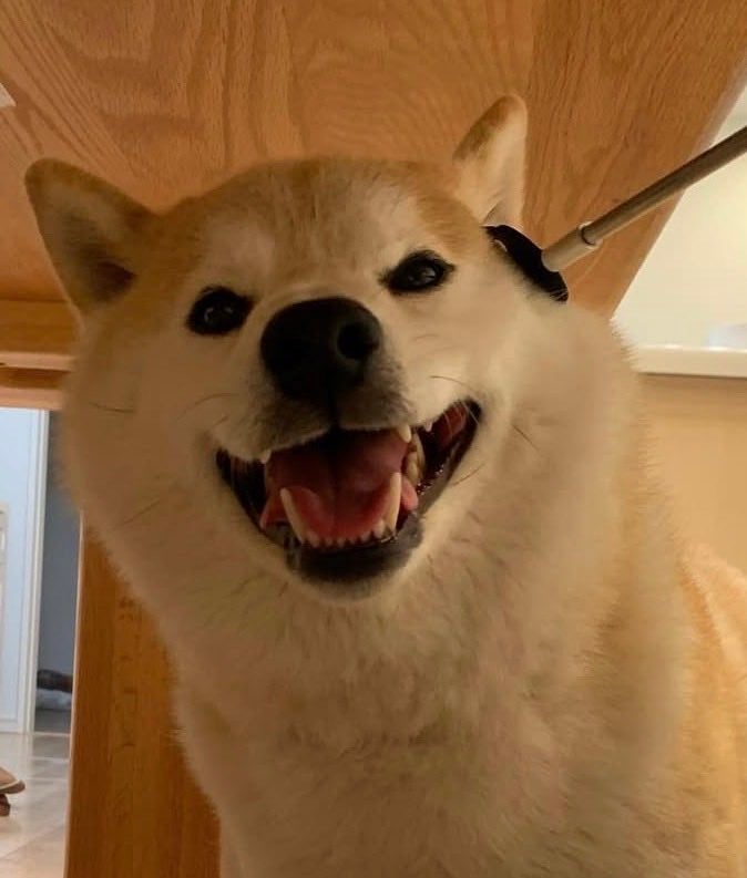 「家族全員いる時」のむぎくん。口を開けて嬉しそうに笑っています。／飼い主・しかごさんのX（@mugimu43060）より