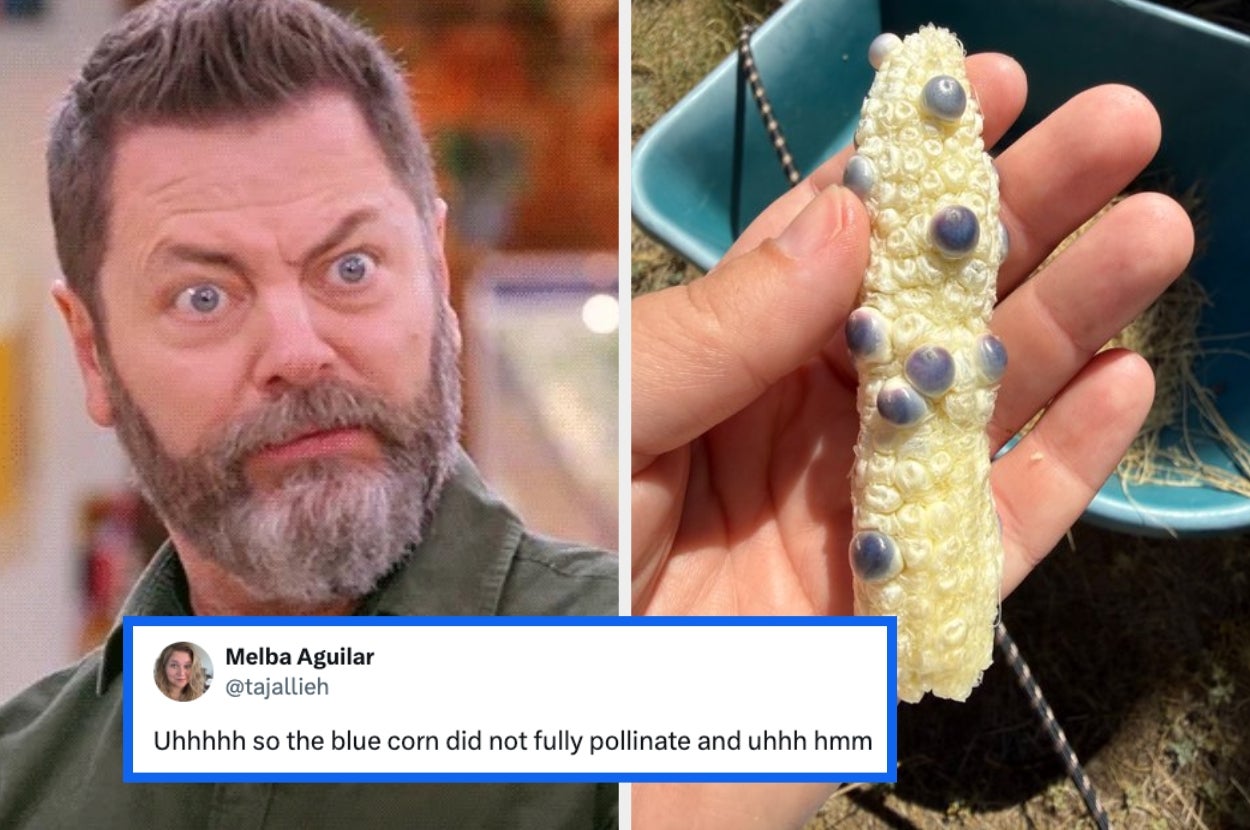 A surprised man's expression next to a photo of a partially pollinated ear of white corn with blue kernels, accompanied by a humorous tweet