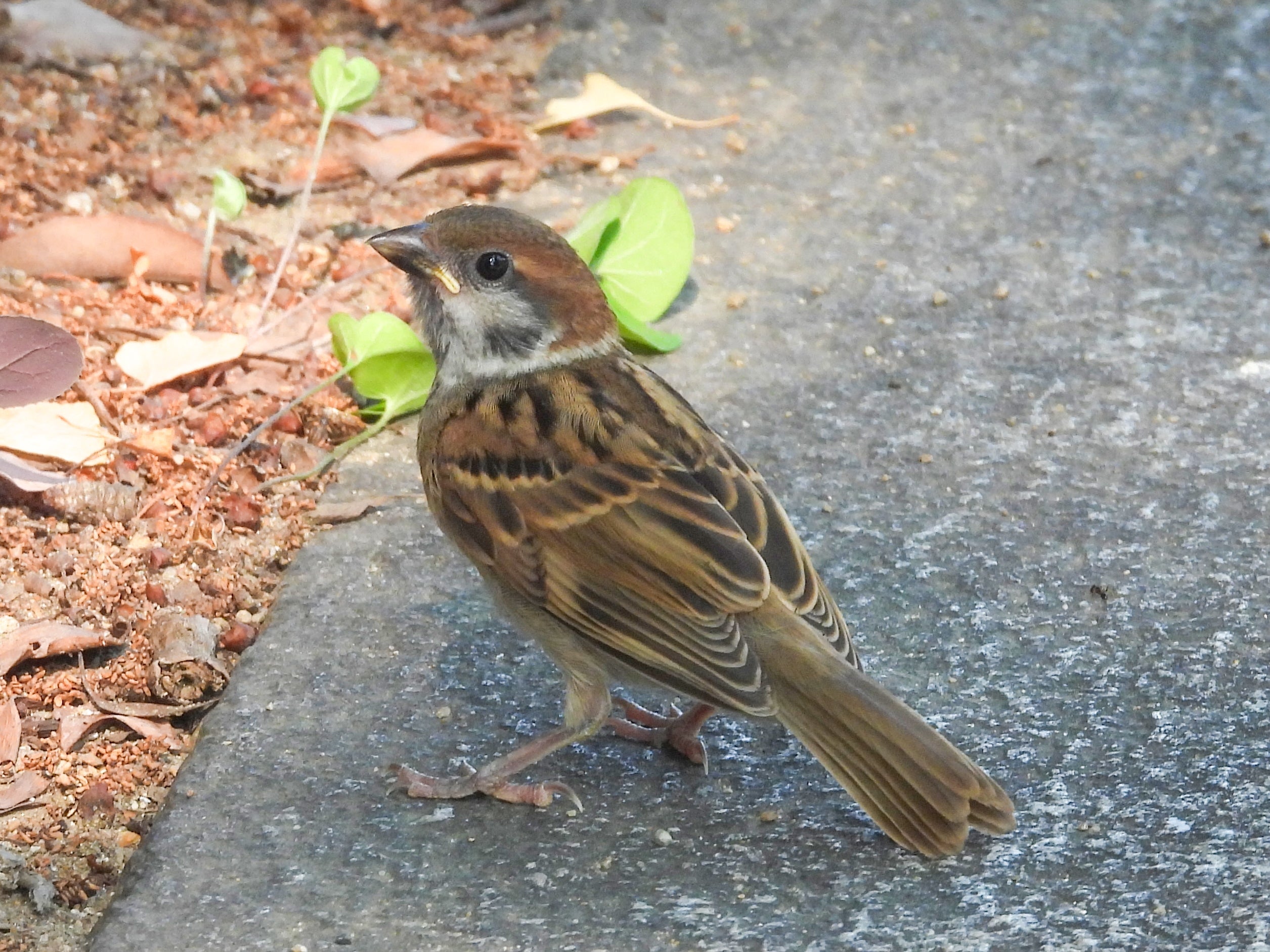 道端にいるスズメ。地面には小さな葉が散らばっています。