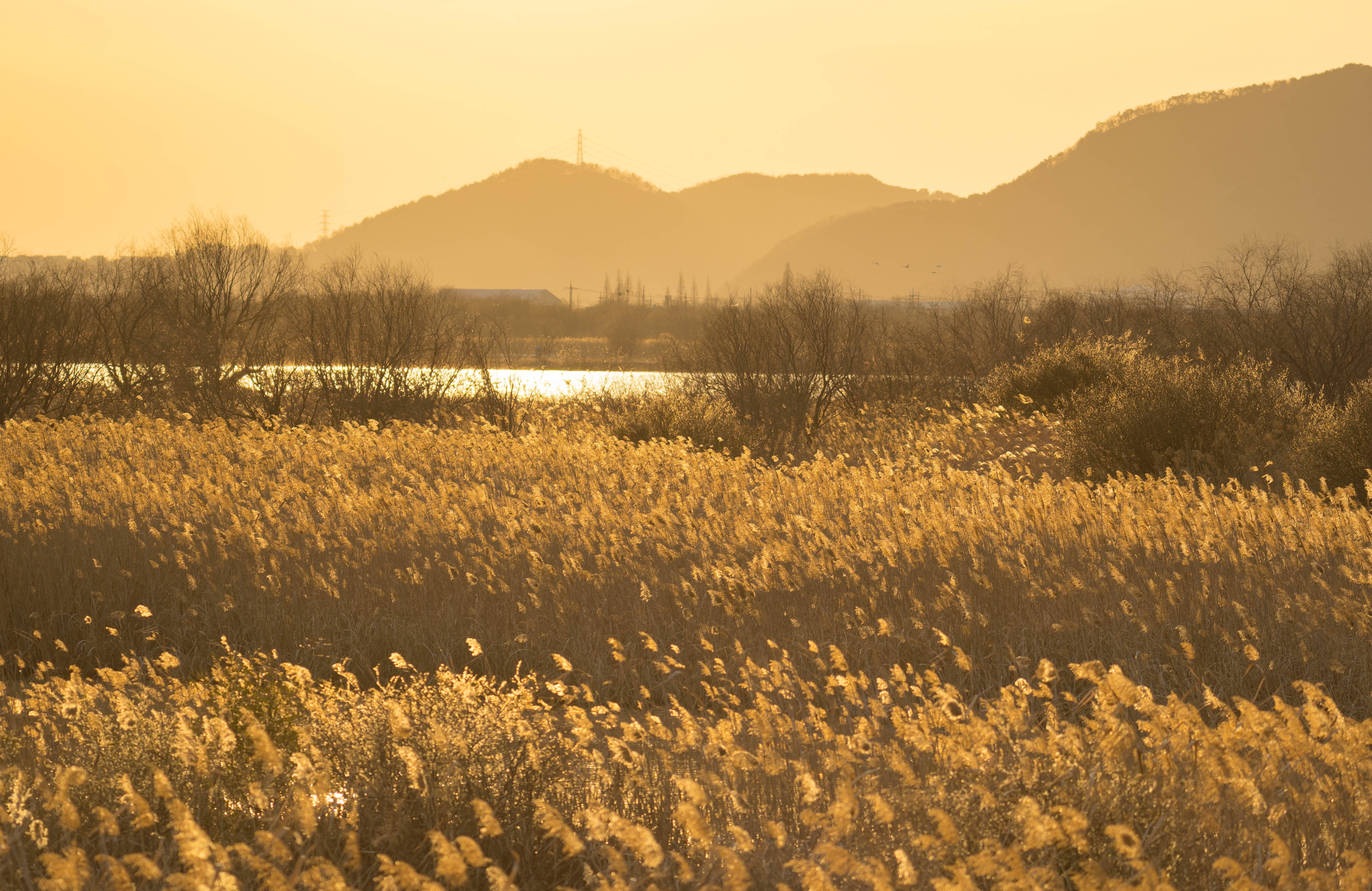 Golden field with tall grasses and bare trees, mountains in the background under a hazy sky. Peaceful and serene countryside scene