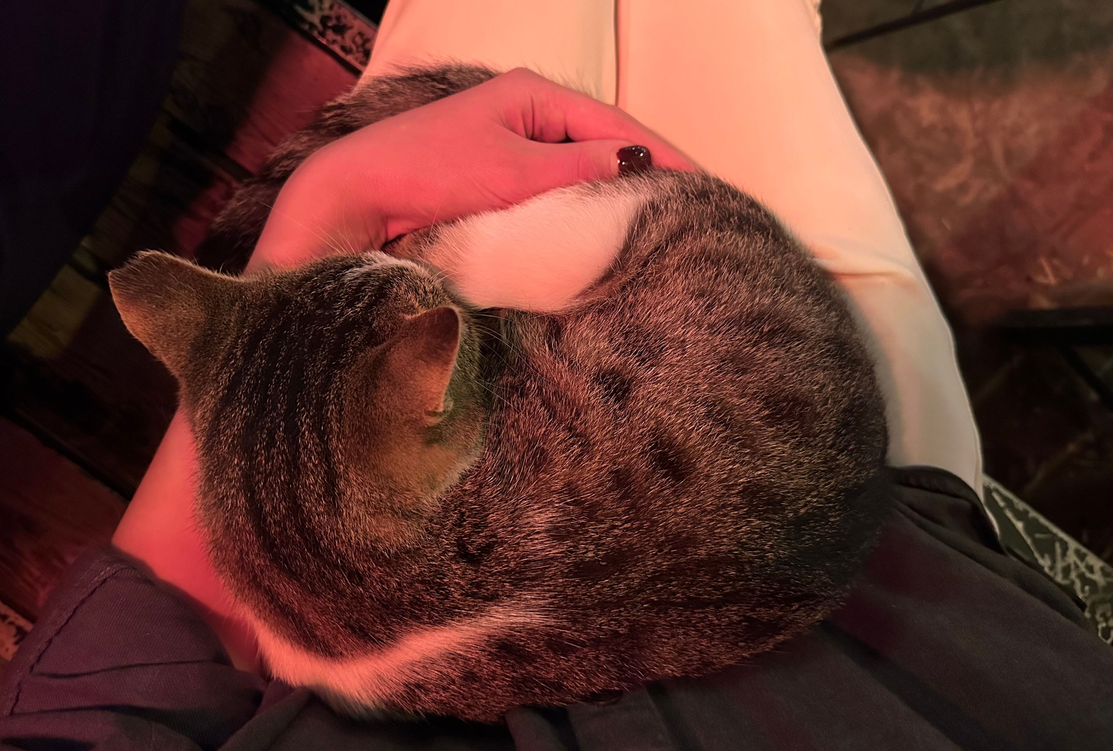 Cat curled up sleeping on a person's lap, indoors