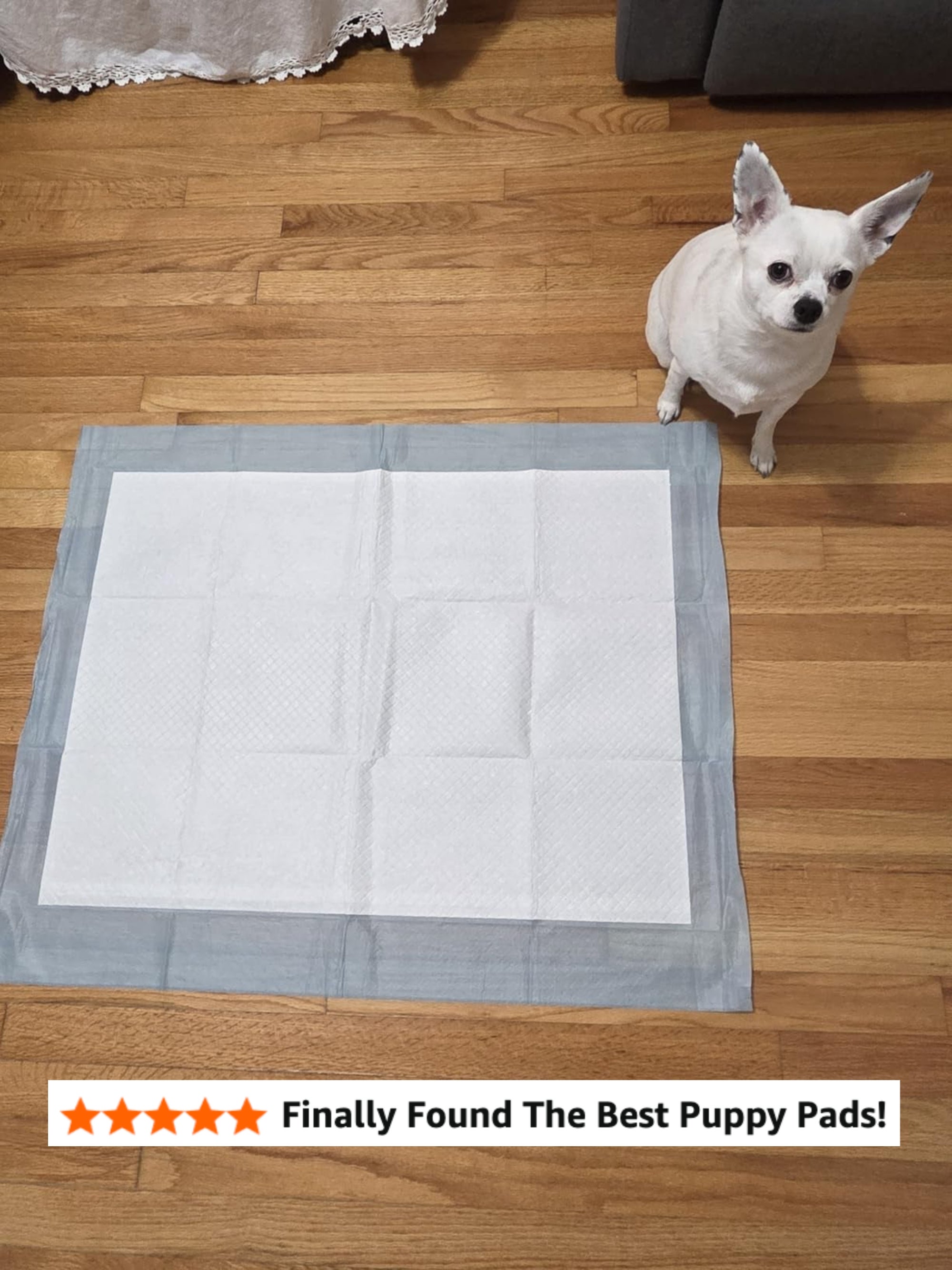 Small canine  sitting connected  woody  level  adjacent  to an unused puppy grooming  pad