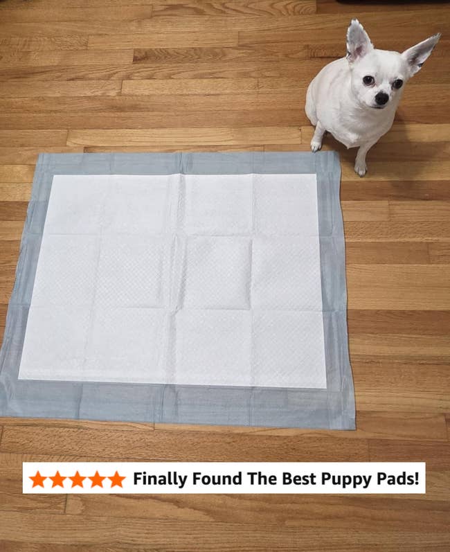 Small canine sitting connected woody level adjacent to an unused puppy grooming pad