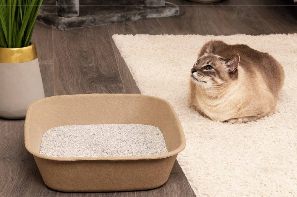 Cat sitting next to a biodegradable litter box on a rug, near a plant