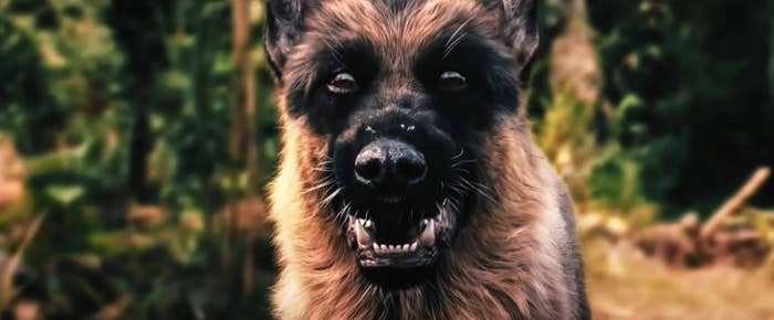 German Shepherd with bared teeth outdoors, looking directly at the camera with foliage in the blurred background