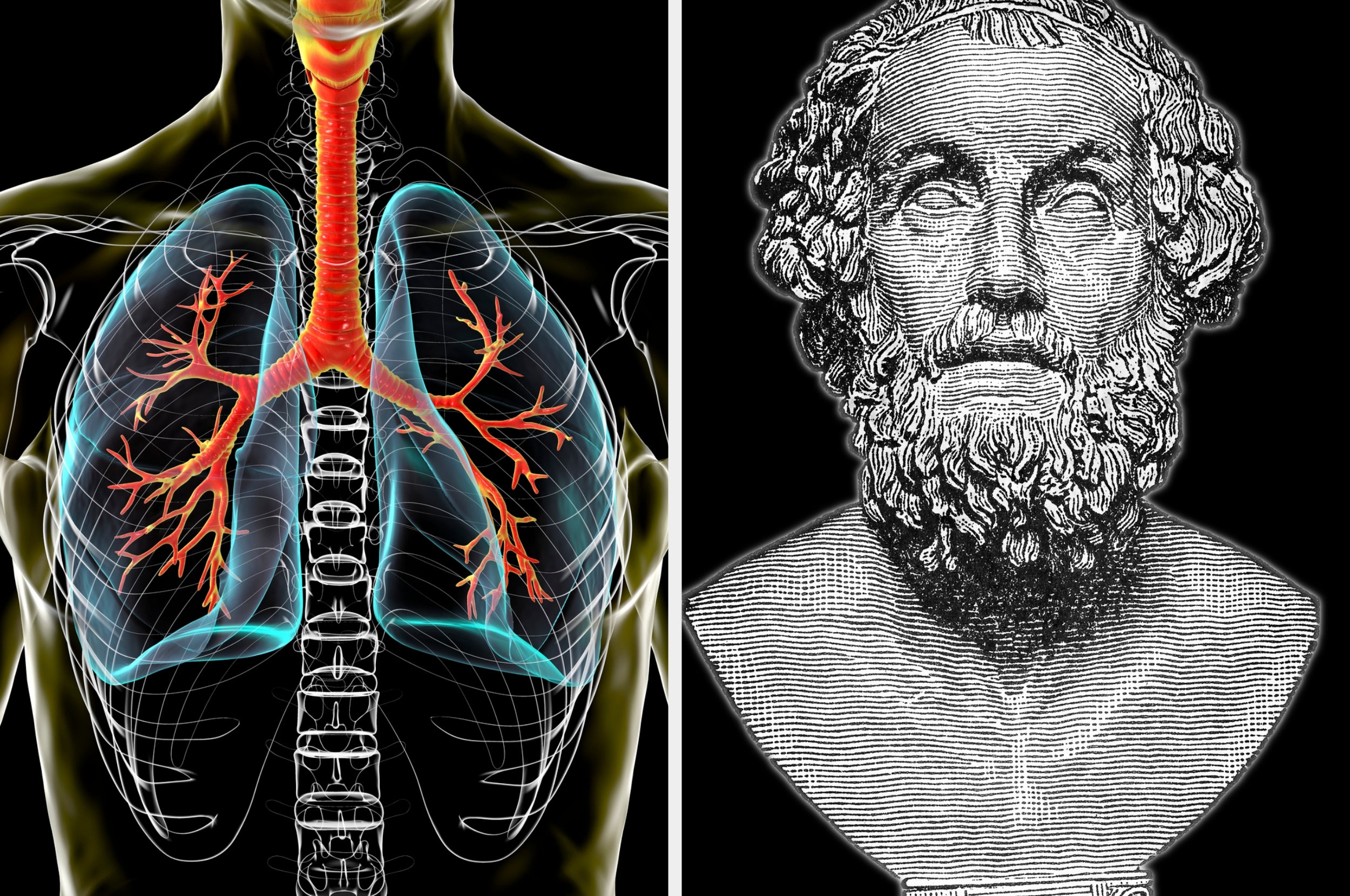 Illustration of human lungs' anatomy next to a detailed engraving of an ancient bust