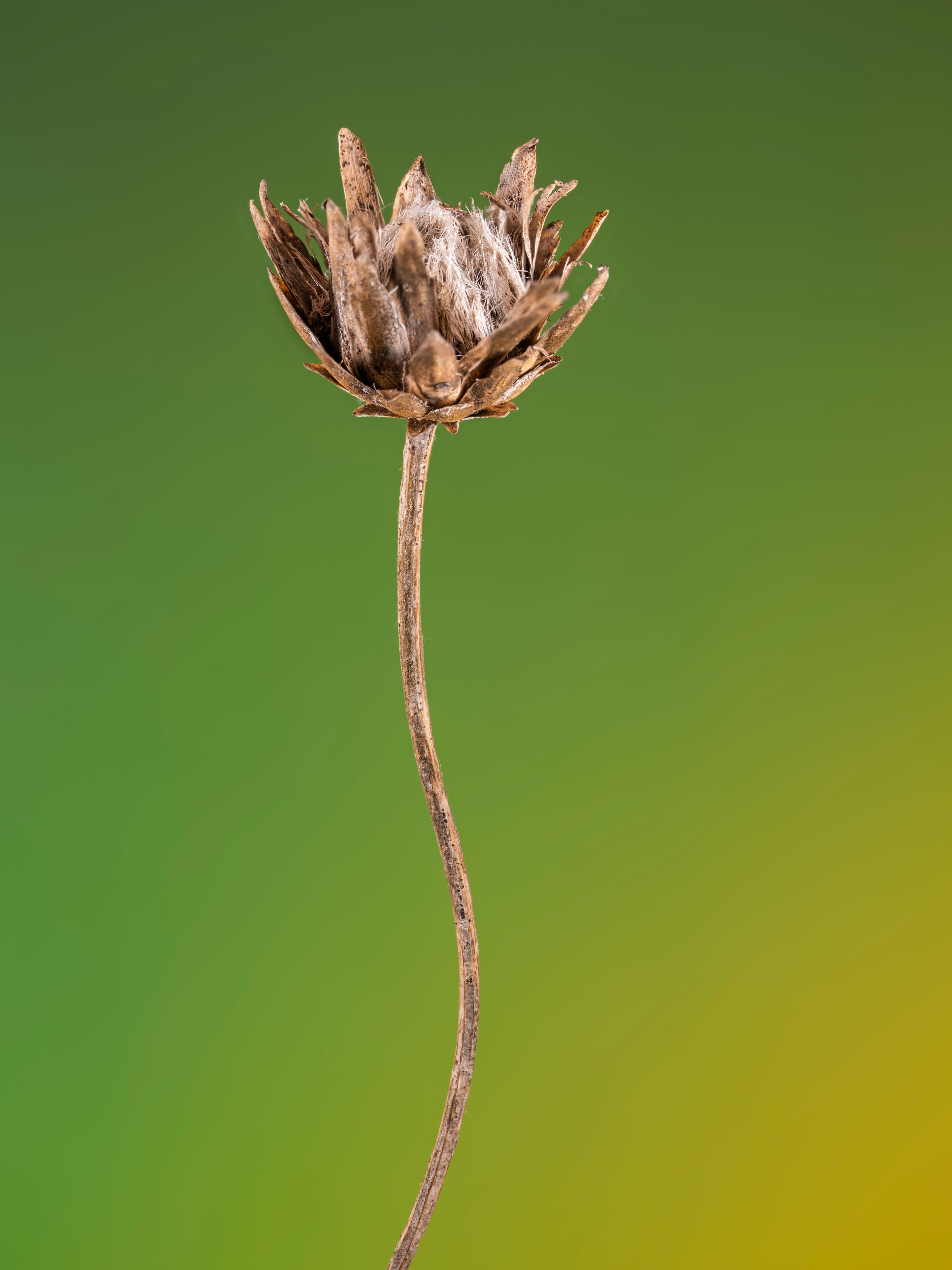 Dried flower with a curved stem against a green background