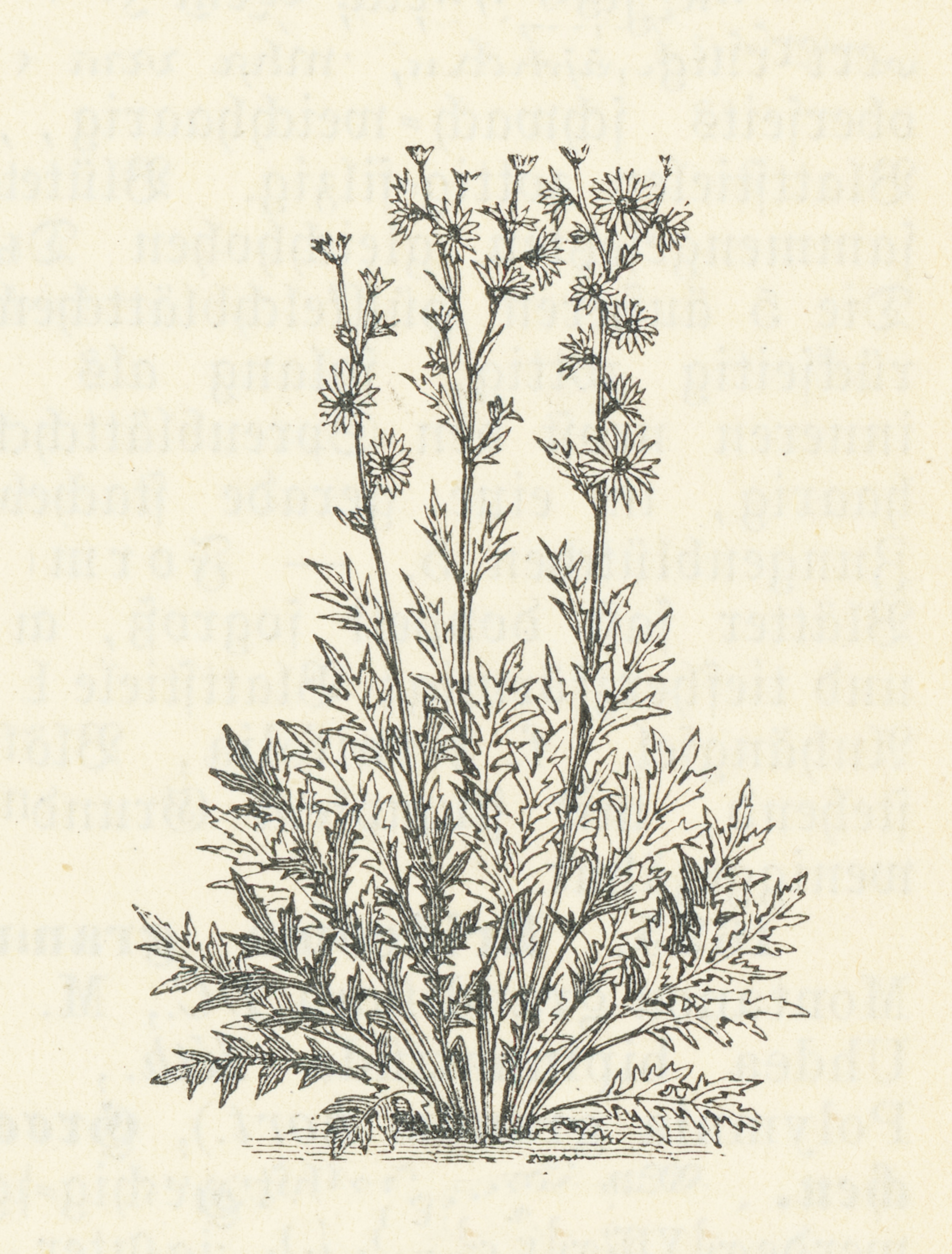 Illustration of a leafy plant with long stems and small blooming flowers at the top