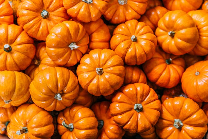 A heap  of tiny  pumpkins intimately  stacked