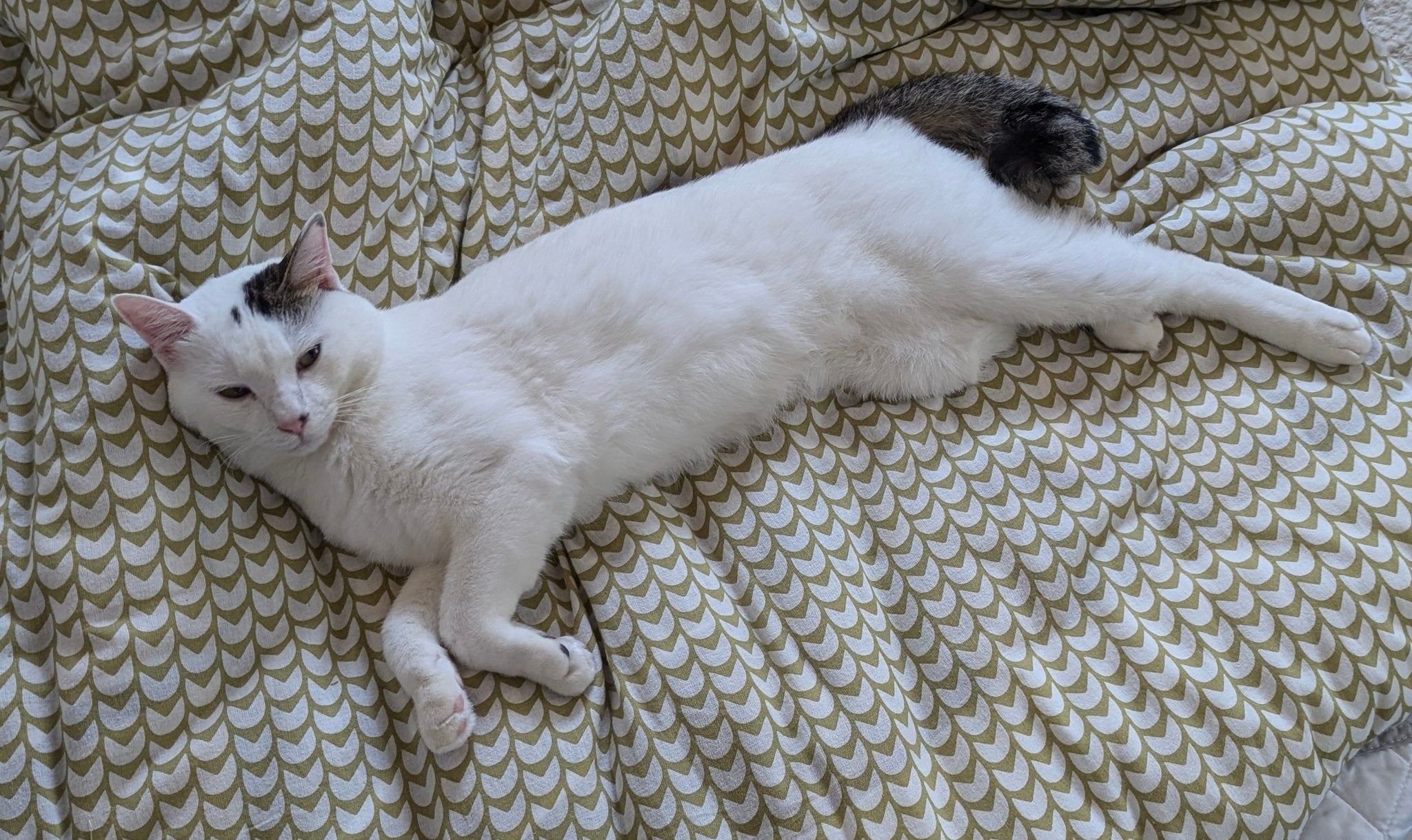 布団の上でリラックスして横たわる猫。気持ち良さそうにくつろいでいます。