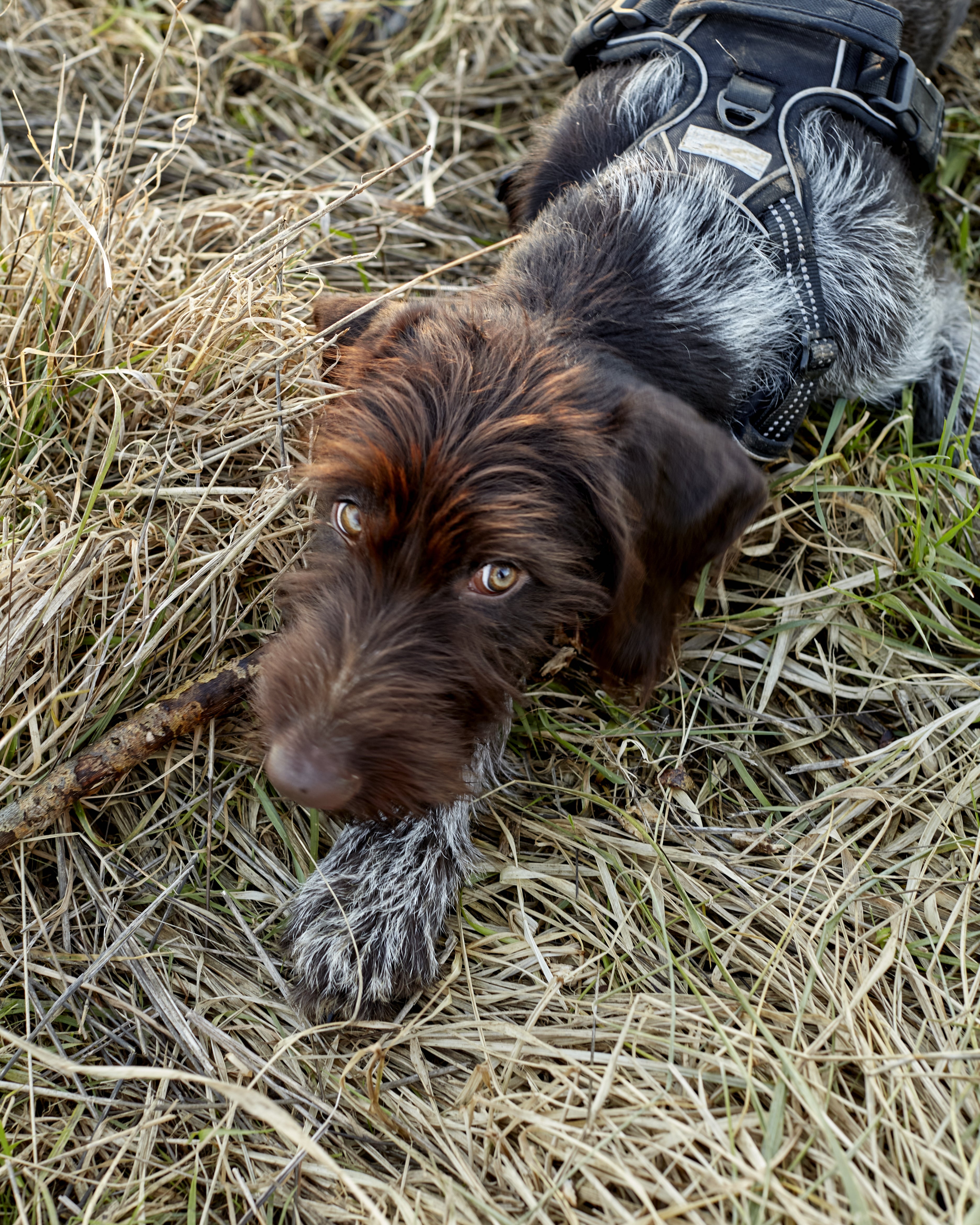 Hund med sele liggende på gresset og ser opp med nysgjerrige øyne