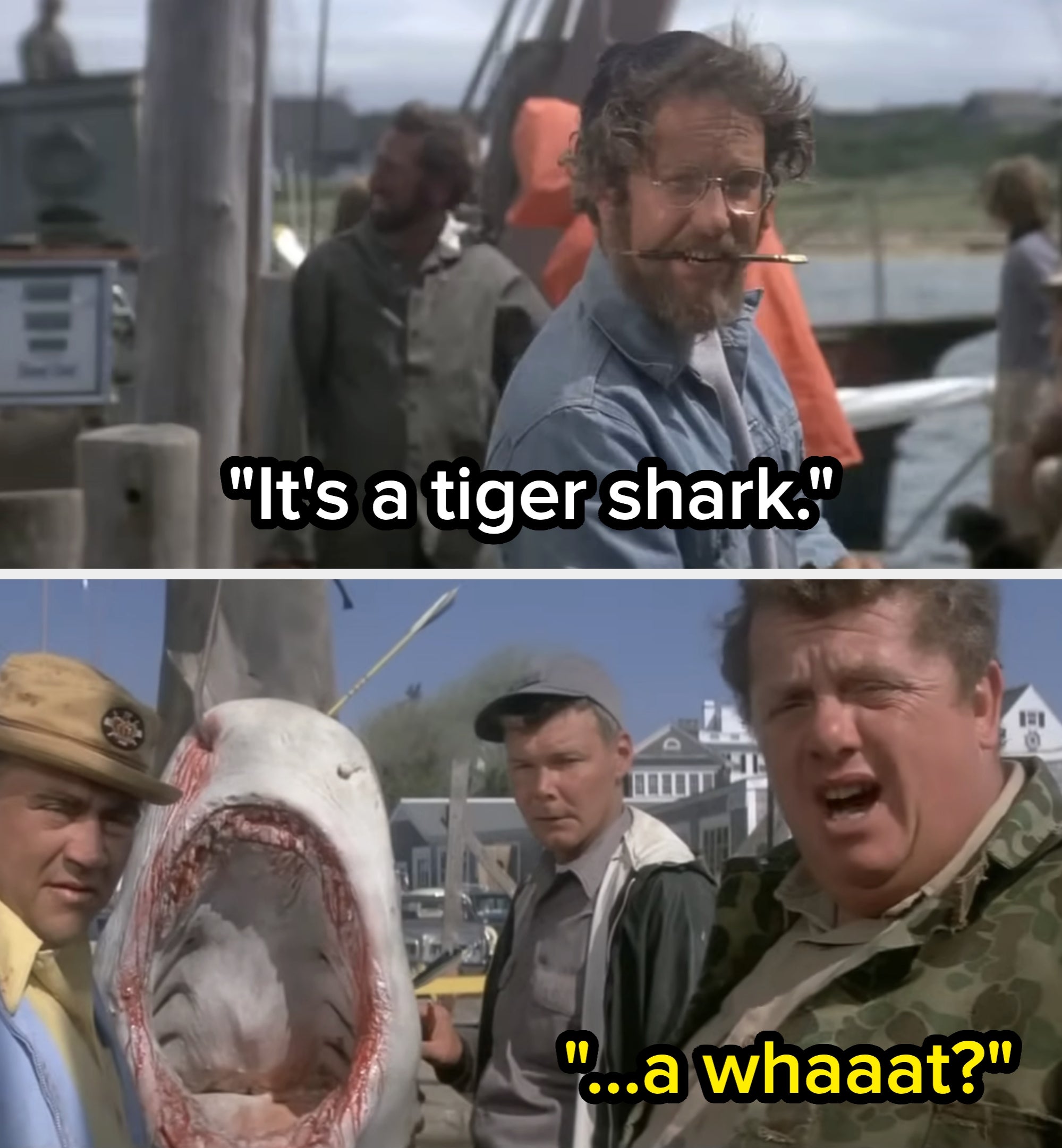 Two movie scenes: One man with glasses says, "It's a tiger shark." Another person responds puzzled, "...a whaa?" with a shark's mouth open nearby
