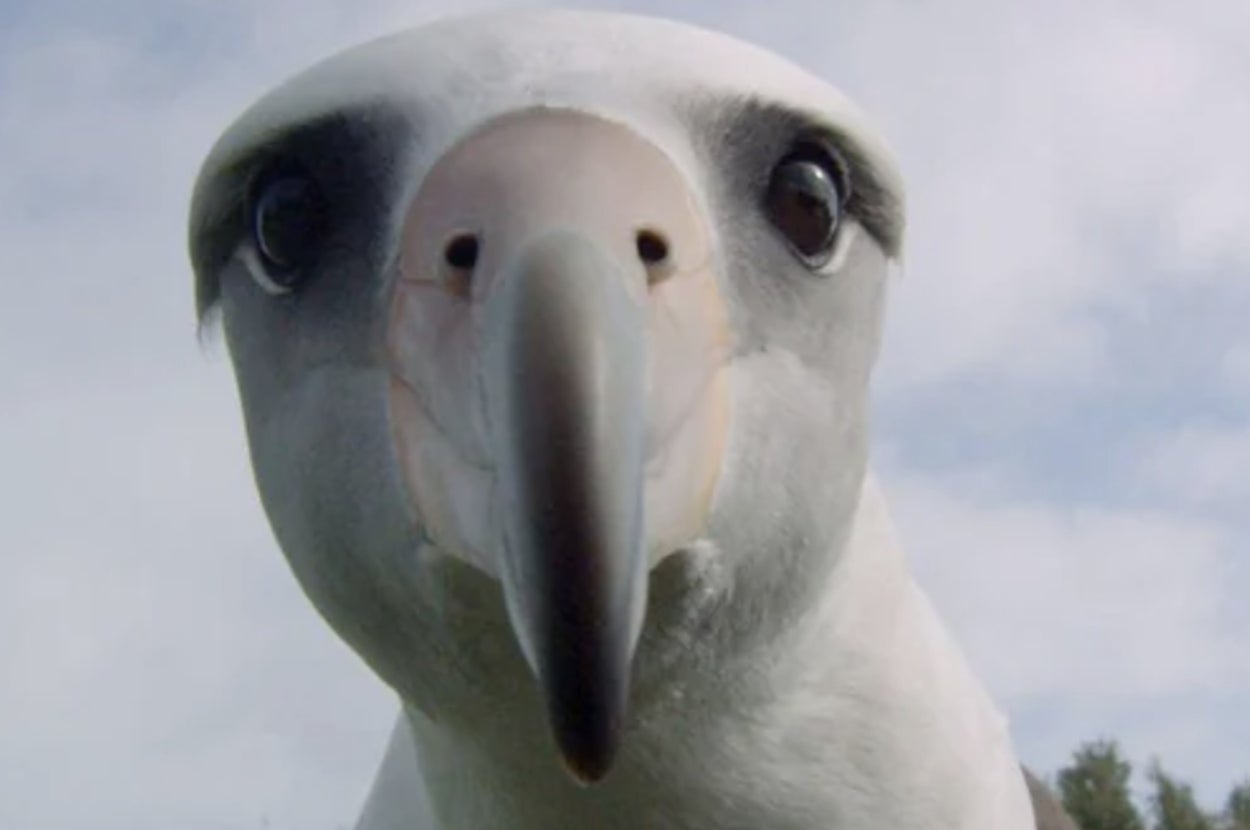 Which Migratory Bird Are You?