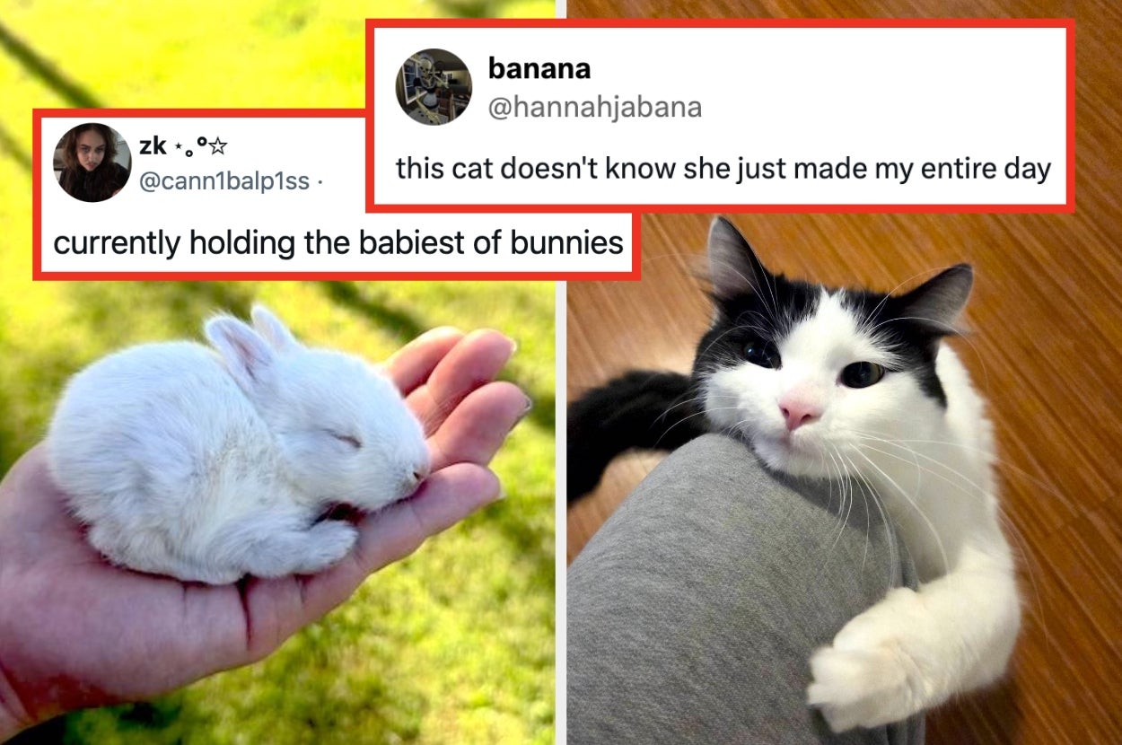 Person holds a tiny bunny in their hand. A cat affectionately clings to someone's leg. Text highlights the heartwarming impact of these animals
