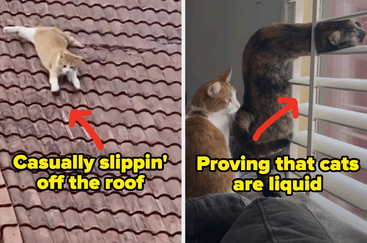 Having A Bad Day? Here Are 40 Hilarious Cats That Will Absolutely Make Your Entire Week Better, I Promise