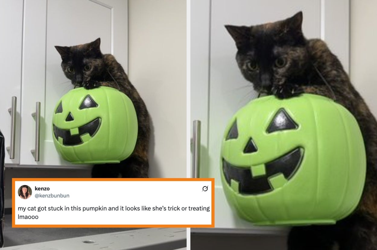 Cat with head stuck in plastic pumpkin, resembling trick-or-treating