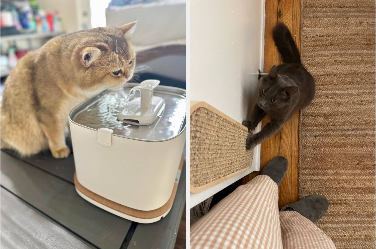 Two cats: one drinks from a water fountain; the other stretches on a wall scratcher near a person's feet