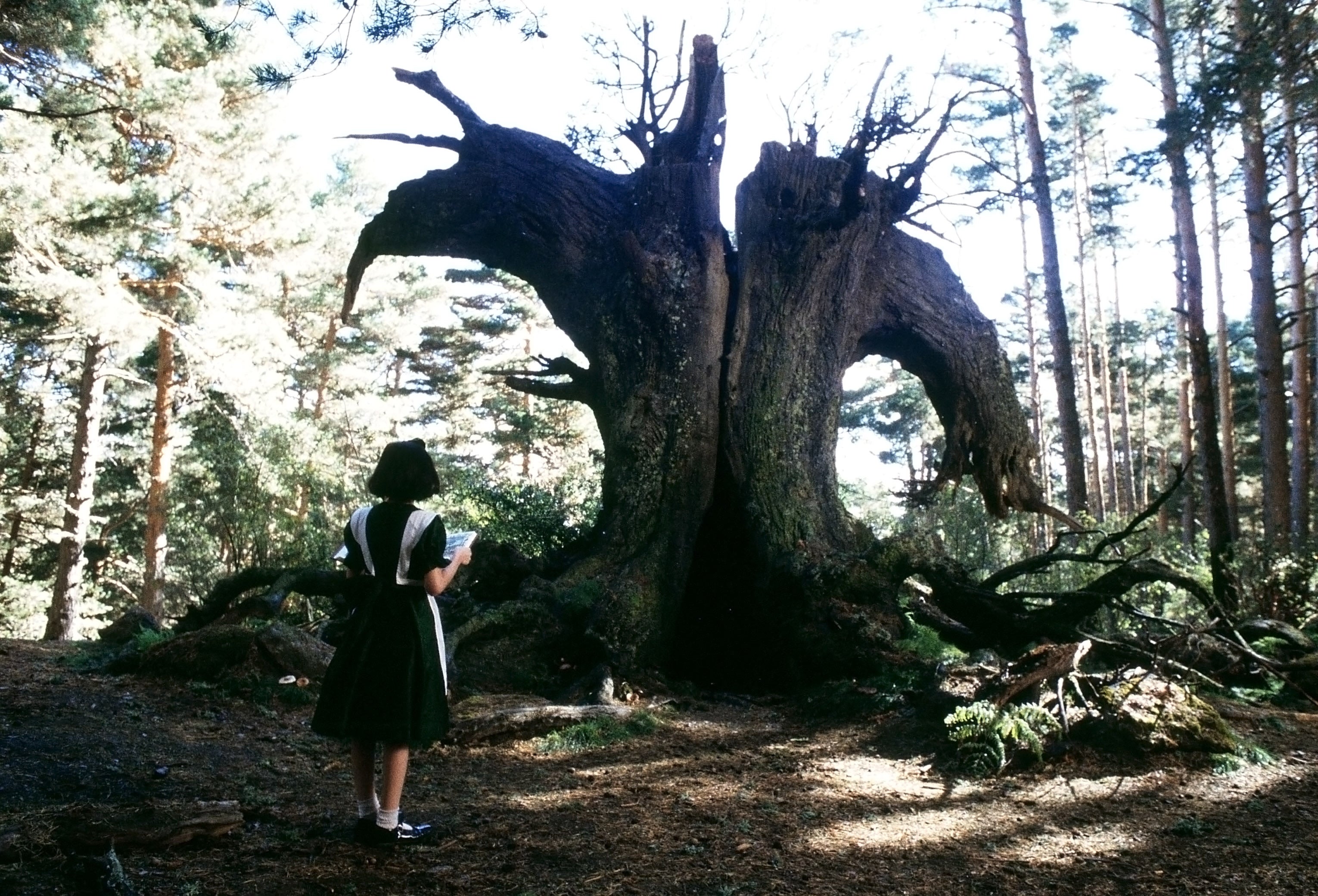 A idiosyncratic   successful  a costume stands successful  beforehand   of a large, divided  histrion   successful  a wood  setting, reminiscent of a fairytale scene