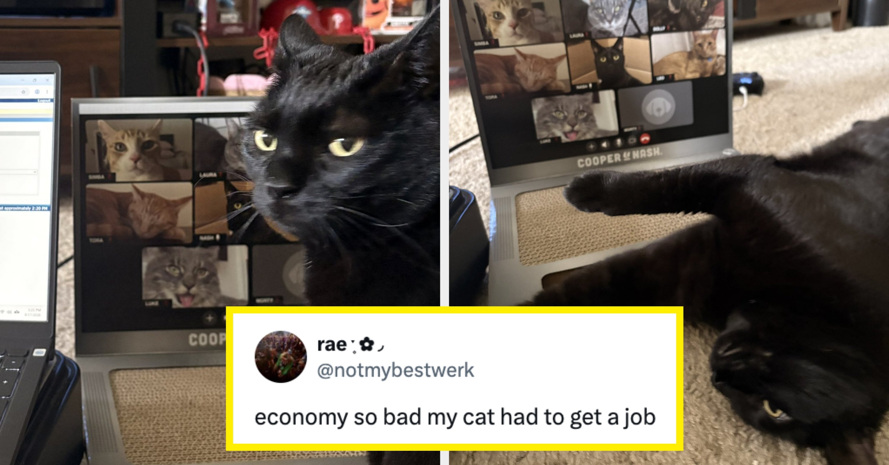 31 Funny Animal Tweets — September 2026
