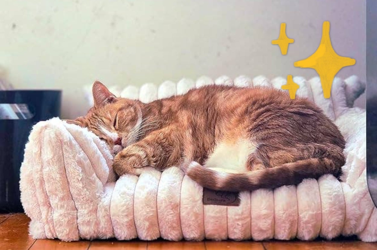 Cat sleeping on a plush pet bed, highlighted by yellow star sparkles. Perfect for pet comfort