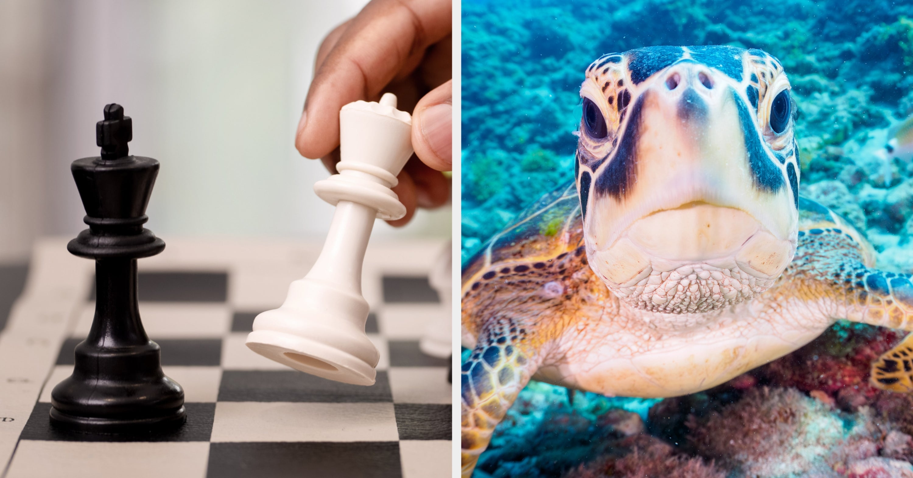 There's No Way You're Prepared For How Random This Wildcard Trivia Quiz Is