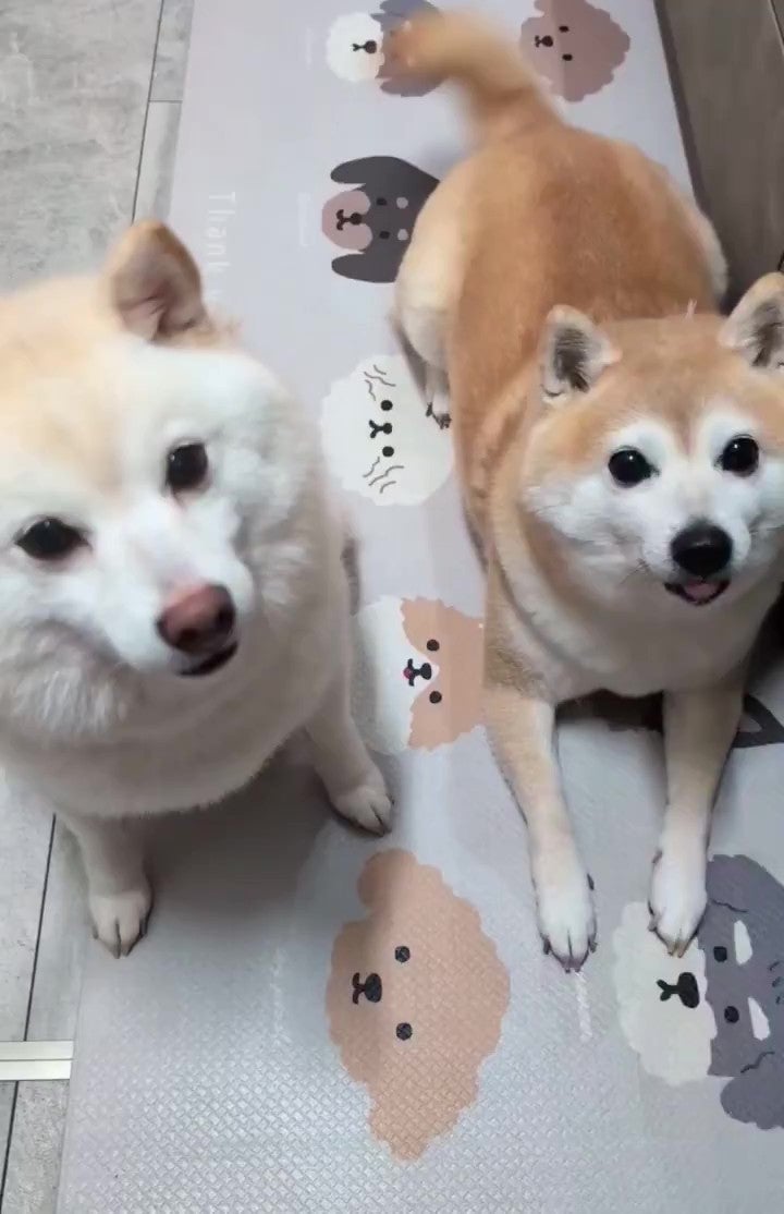 白柴の「餅子」ちゃん（左）と赤柴の「くるみ」ちゃん（右）（KURUMILK.SHIBAINUさんのXアカウントより）