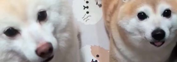 白柴の「餅子」ちゃん（左）と赤柴の「くるみ」ちゃん（右）（KURUMILK.SHIBAINUさんのXアカウントより）