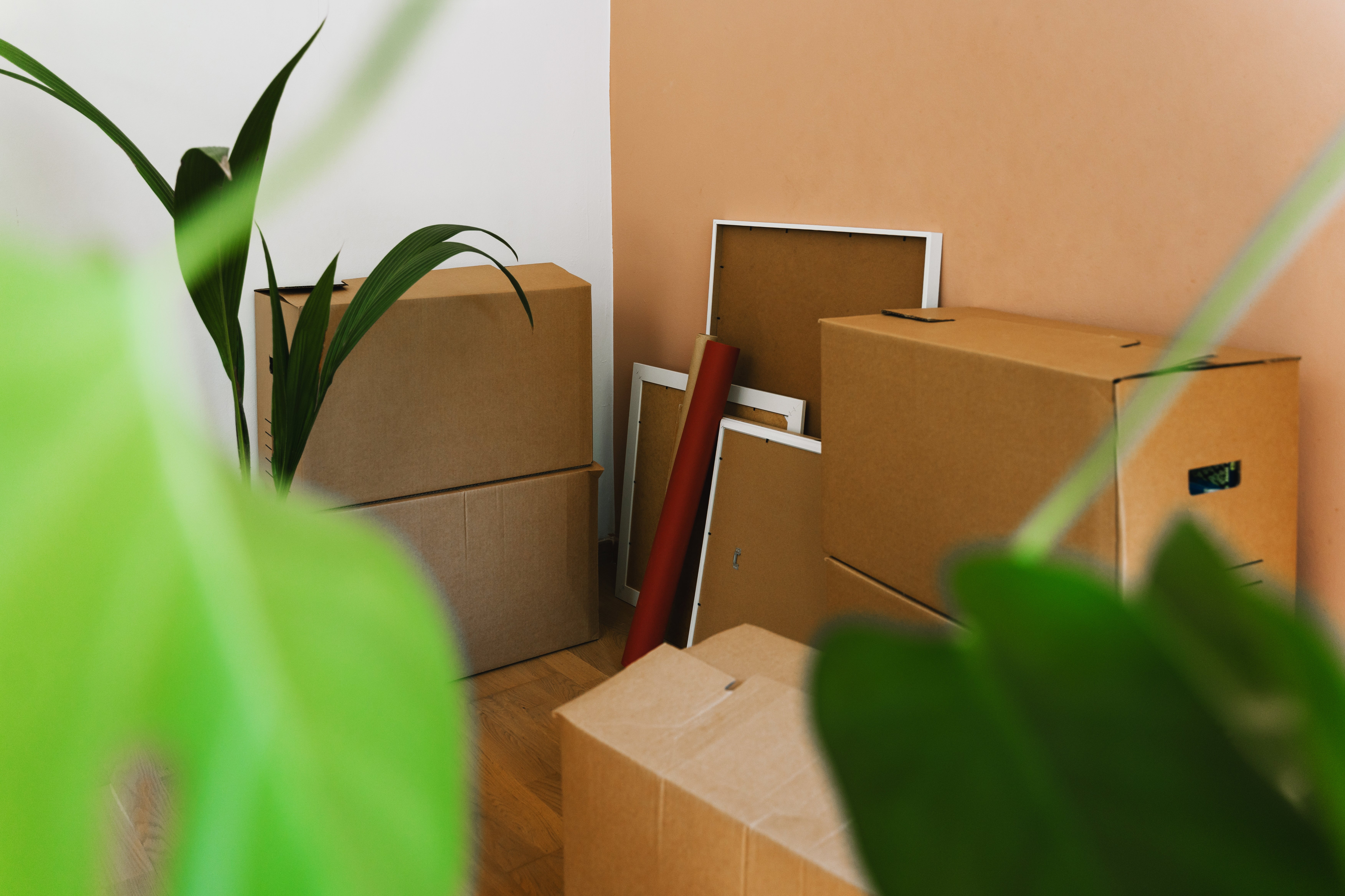Moving boxes and framed pictures stacked in a corner of a room with plants in the foreground, suggesting a recent move or office setup