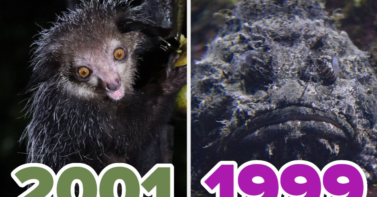We'll Reveal Which Hideous Animal You Are Based On The Year You Were Born
