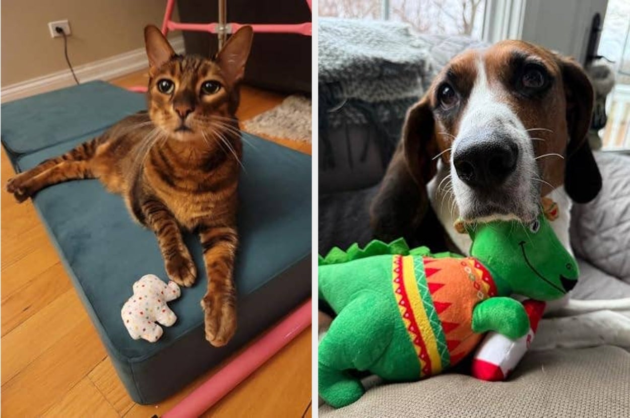 On the left, a cat rests on a cushion with a toy bear. On the right, a dog holds a dinosaur plush toy while lying on a couch